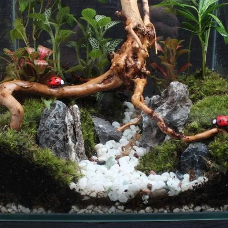 Doğal ağaç gövdesi Driftwood a - Marine Aquarium Aquascape incelemesi ve fiyatı