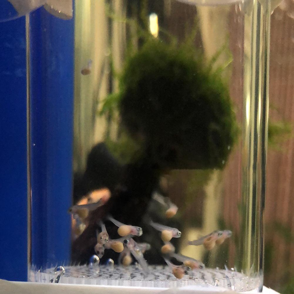 40mm Kuluçka Makinesi Balık Ku - Marine Aquarium Kit incelemesi ve fiyatı